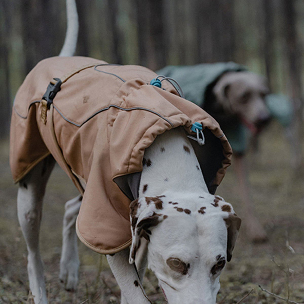 BlackDoggy | Winter Softshell Dog Jacket - Brown,Brown