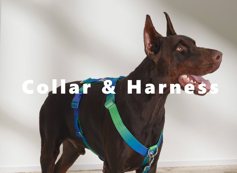 Dog Collar & Harness