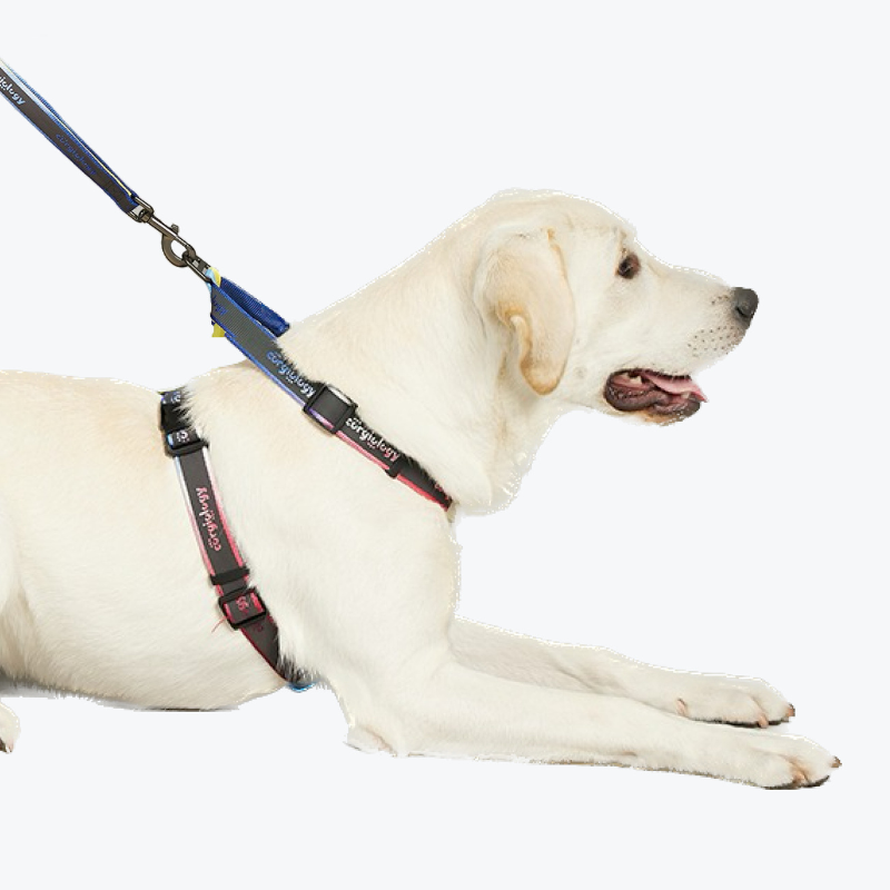Corgiology | Dog Walking Kit For Small Large Dog