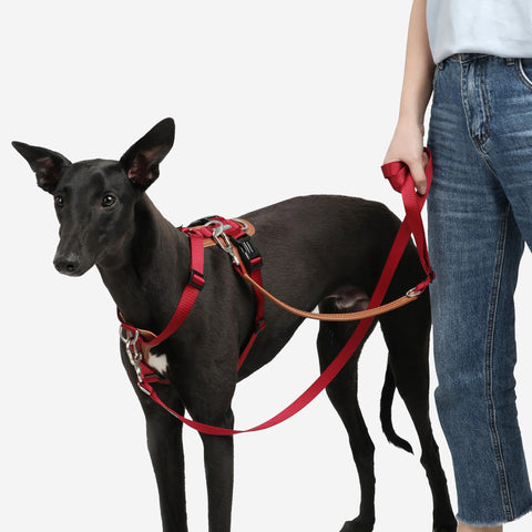 HiDream |Nylon Dog Leashes For Small Large Dogs