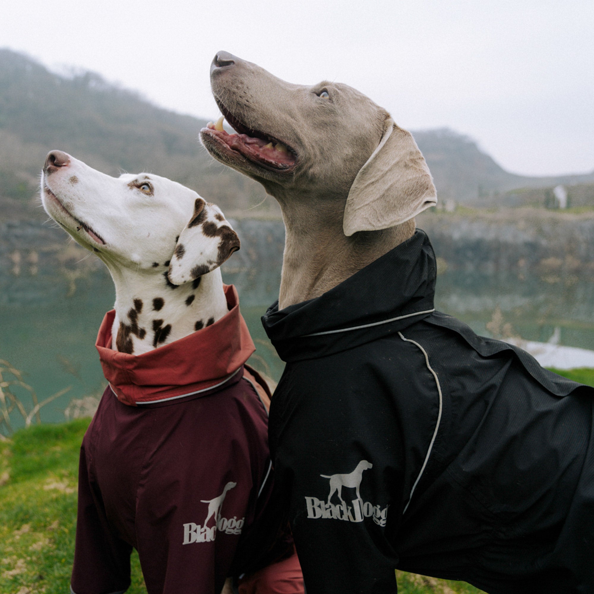 Four-Leg Hooded Dog Raincoat - Black