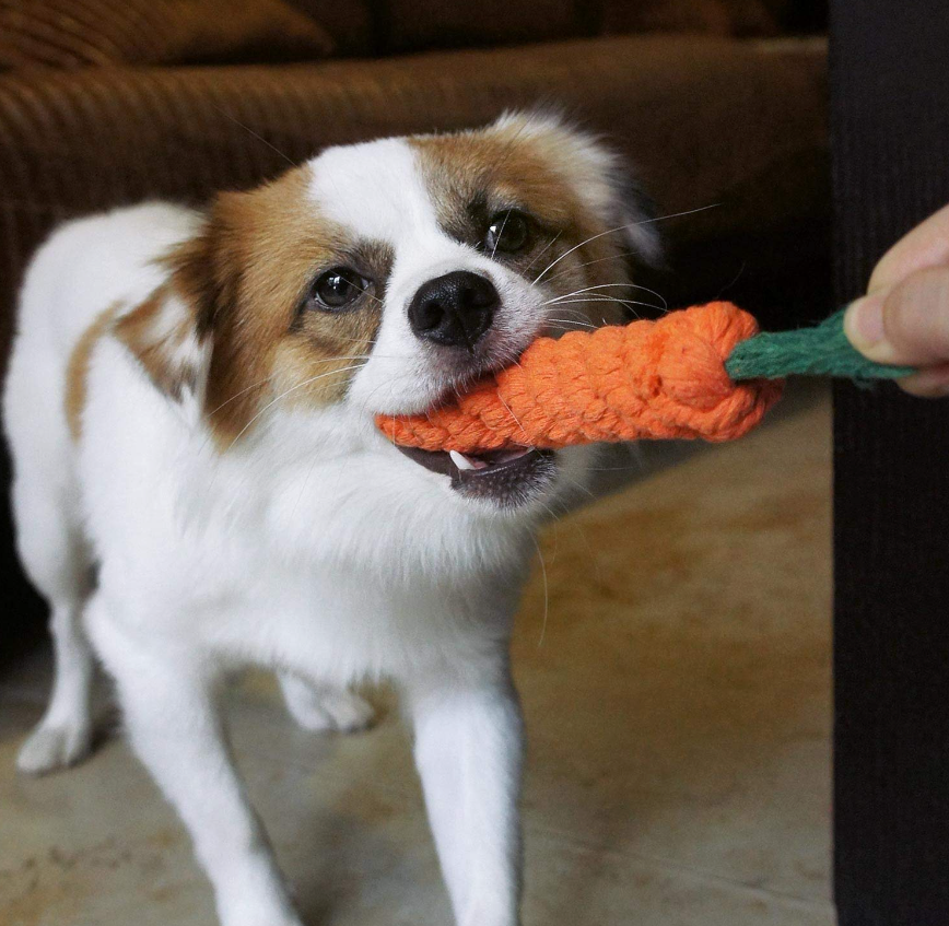 Pupwonders | Carrot Knotted Cotton Rope - Best gift for your puppies