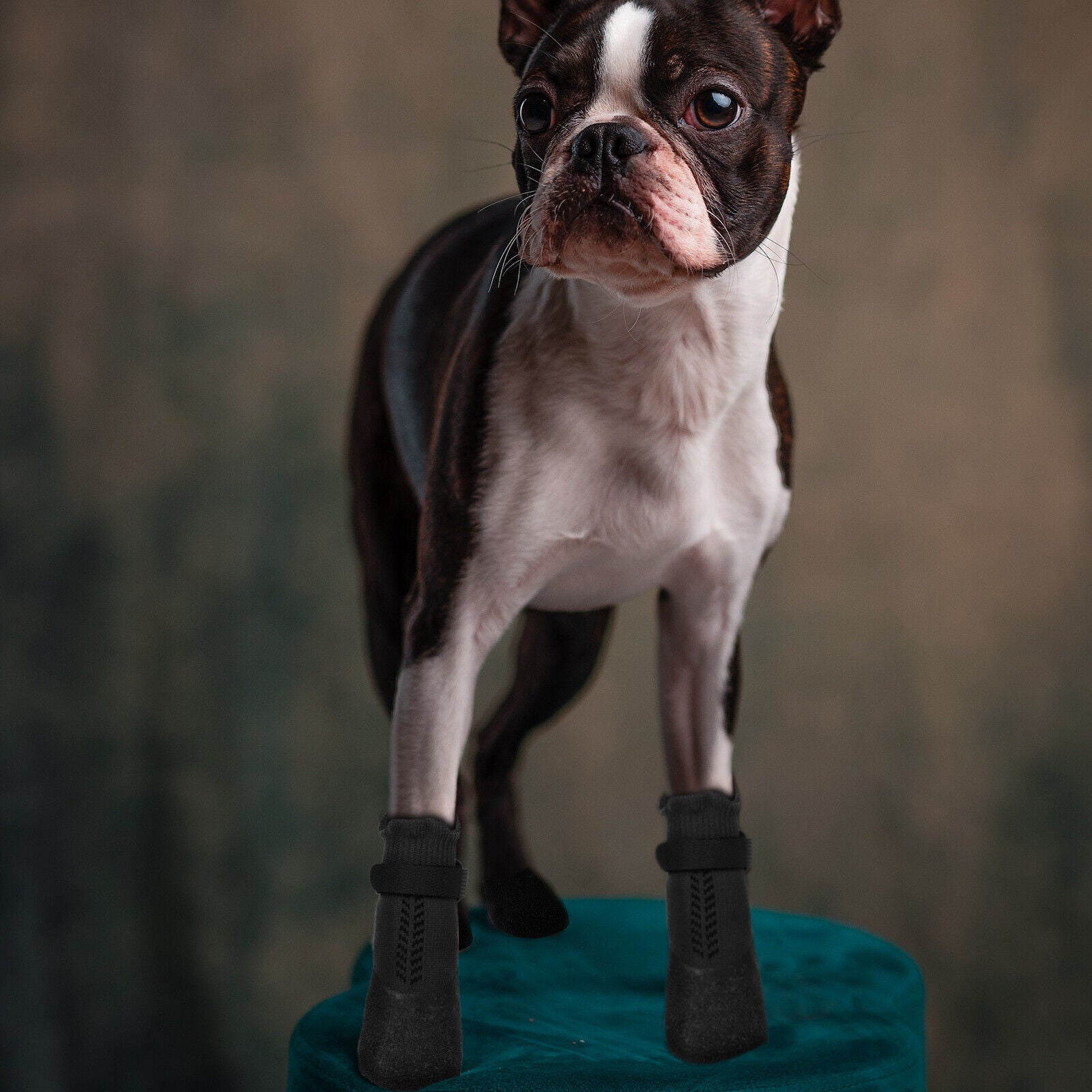 Boots for sale boston terrier